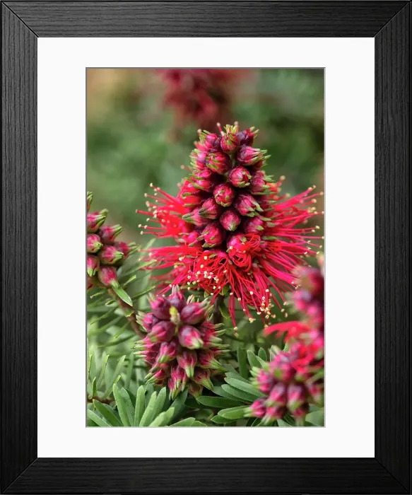 Framed Print : Close up of a Crimson Kunzea flower