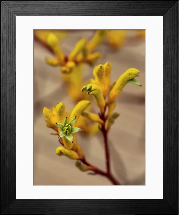 Framed Print : Close up of Yellow Kangaroo Paw Flowers Framed Print : Close up of Yellow Kangaroo Paw Flowers