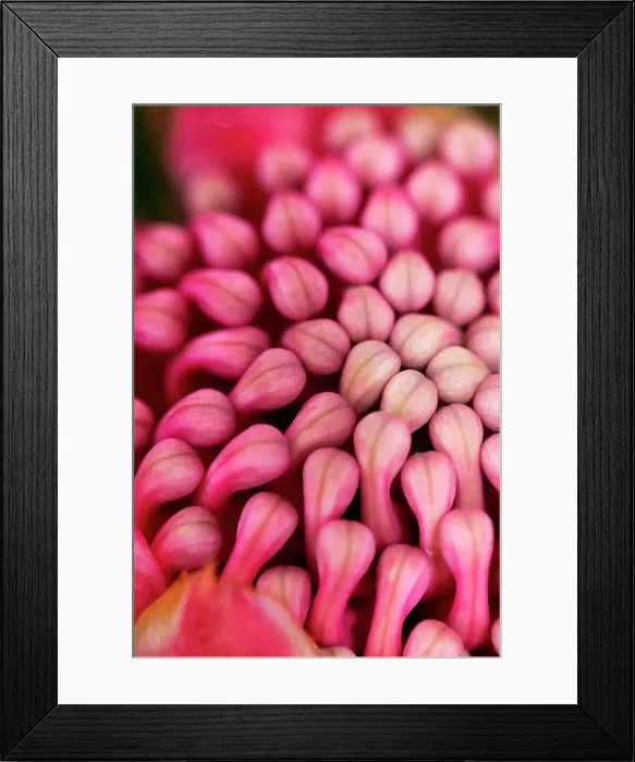 Framed Print : Close up of flower head of a waratah Framed Print : Close up of flower head of a waratah