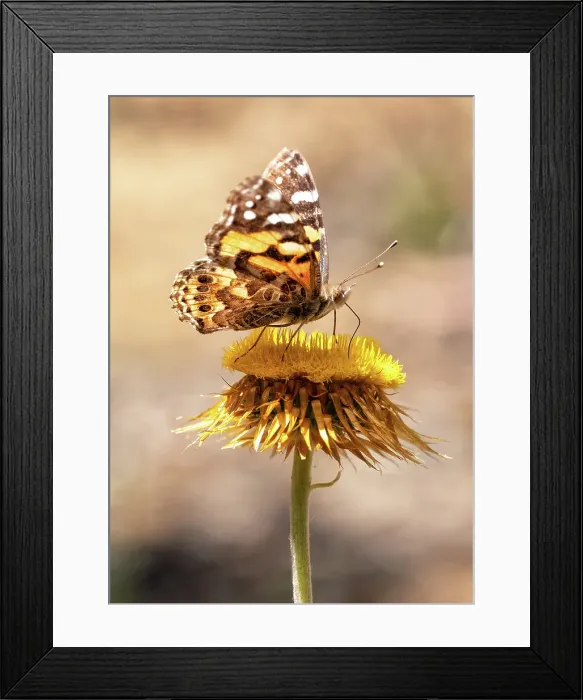 Framed Print : Australian PaintedLady butterfly on a everlasting daisy flower Framed Print : Australian PaintedLady butterfly on a everlasting daisy flower