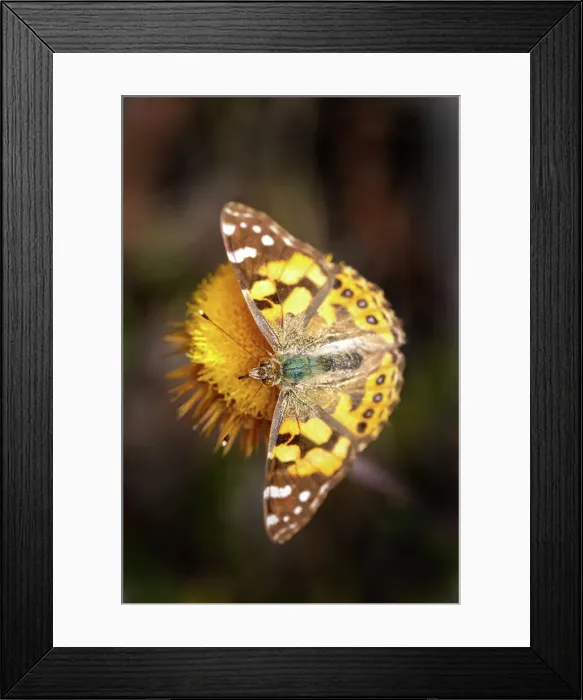 Framed Print : Australian Painted Lady butterfly on a everlasting daisy flower Framed Print : Australian Painted Lady butterfly on a everlasting daisy flower