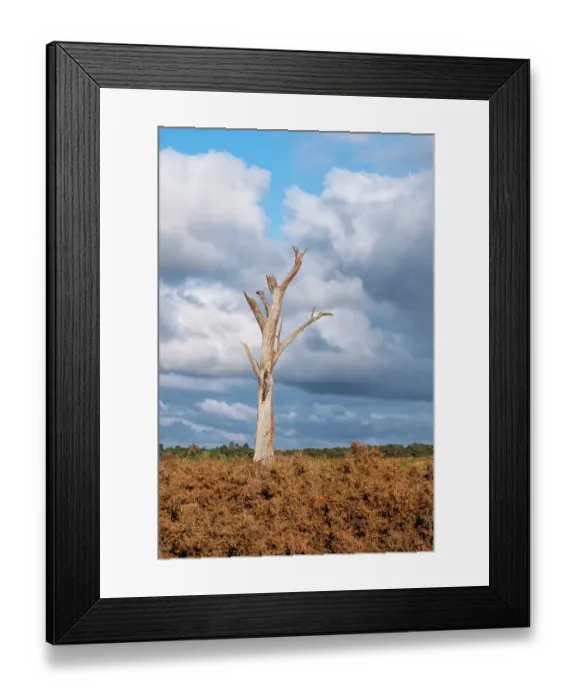Framed Print : Decaying Old dead gum tree in a field with storm clouds in the background Framed Print : Decaying Old dead gum tree in a field with storm clouds in the background