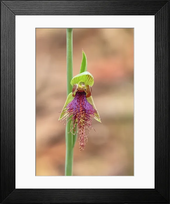Framed Print : A close up of a bearded orchid