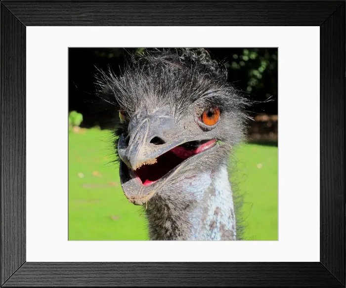 Framed Print : Portrait of Emu