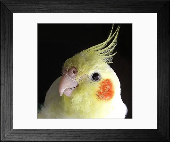 Framed Print : Cockatiel - ( Lutino) portrait Framed Print : Cockatiel - ( Lutino) portrait