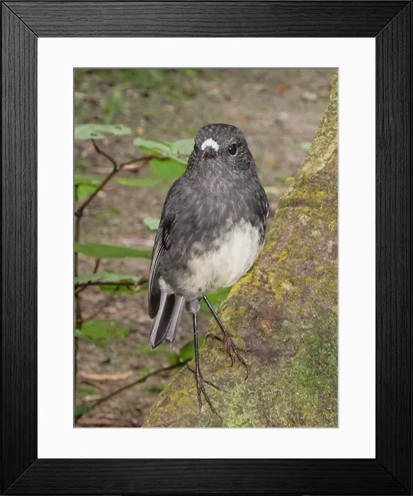 Framed Print : Robin bird - NZ North Island Native Robin Framed Print : Robin bird - NZ North Island Native Robin