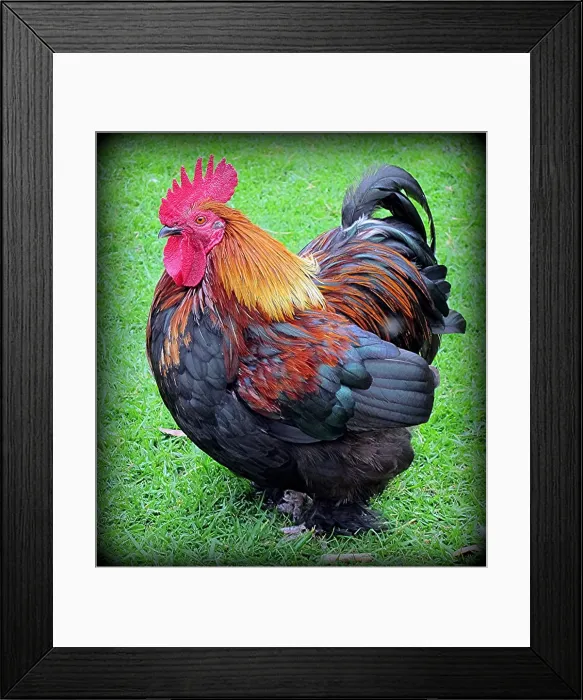 Framed Print : Bantam rooster - The Boss