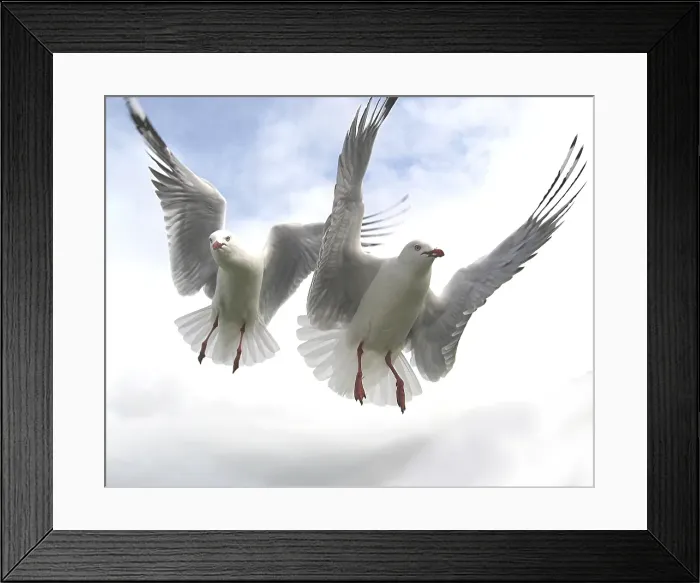 Framed Print : Seagulls in flight in sky at Mount Maunganui beach, Tauranga. New Zealand