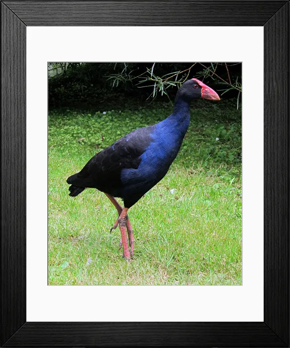Framed Print : Pukeko Native to NZ