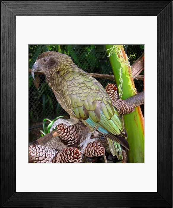 Framed Print : Kea is large species of parrot Framed Print : Kea is large species of parrot