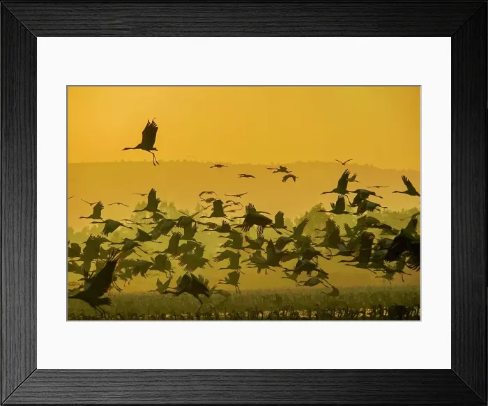 Framed Print : Common crane (Grus grus)