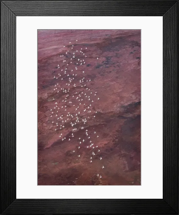 Framed Print : Amazing Vertical of Flamingo in Flight Against Pink Landscape at Lake Magadi, Kenya Framed Print : Amazing Vertical of Flamingo in Flight Against Pink Landscape at Lake Magadi, Kenya