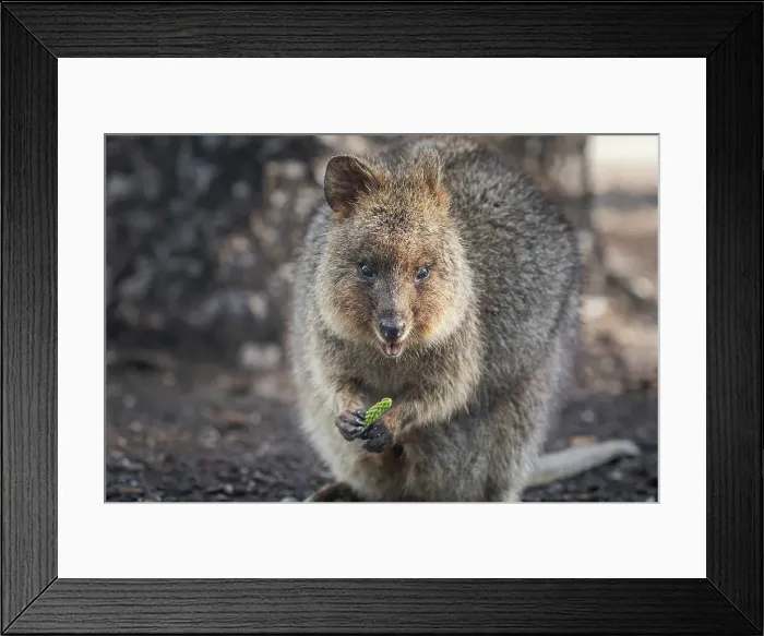 Framed Print : Quokka (Setonix brachyurus) at Rottnest Island, Western Australia Framed Print : Quokka (Setonix brachyurus) at Rottnest Island, Western Australia