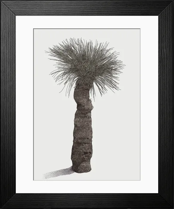 Framed Print : Grass Tree (Xanthorrhoea sp.) Illustration Framed Print : Grass Tree (Xanthorrhoea sp.) Illustration
