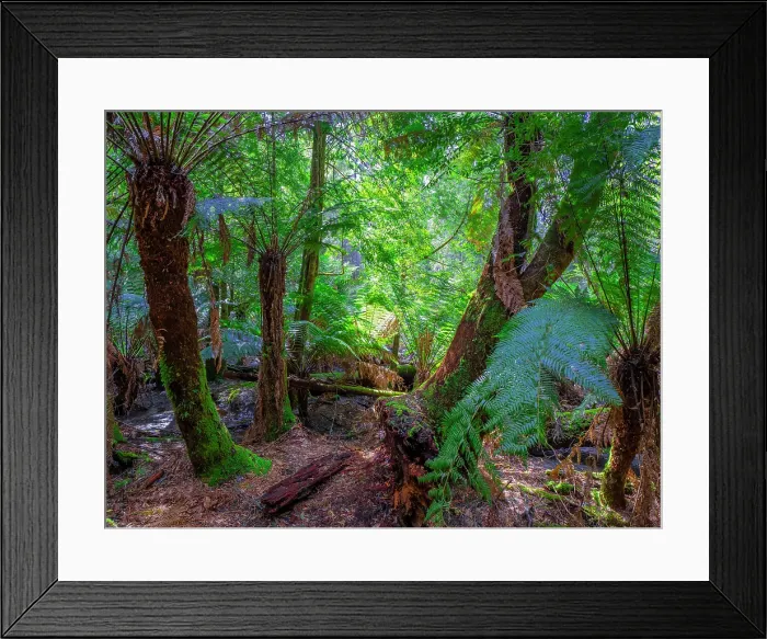 Framed Print : Rainforest and wilderness in the Tarkine area of western Tasmania Framed Print : Rainforest and wilderness in the Tarkine area of western Tasmania