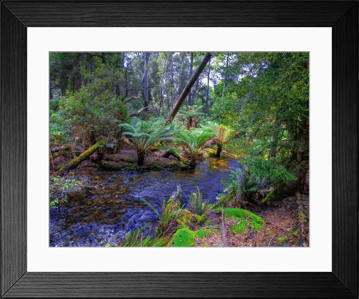 Framed Print : Rainforest and wilderness in the Tarkine area of western Tasmania Framed Print : Rainforest and wilderness in the Tarkine area of western Tasmania