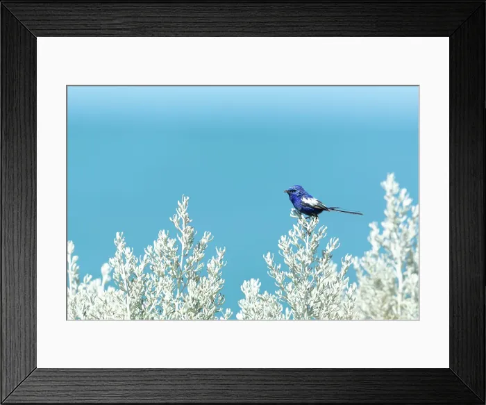 Framed Print : Blue Fairy-wren Framed Print : Blue Fairy-wren