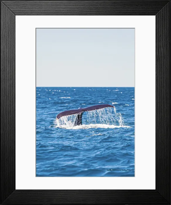 Framed Print : Humpback Whale - Kalbarri, Western Australia Framed Print : Humpback Whale - Kalbarri, Western Australia
