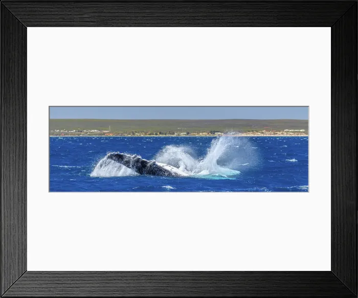 Framed Print : Humpback Whale - Kalbarri, Western Australia Framed Print : Humpback Whale - Kalbarri, Western Australia