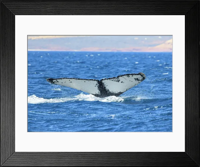 Framed Print : Humpback Whale - Kalbarri, Western Australia Framed Print : Humpback Whale - Kalbarri, Western Australia
