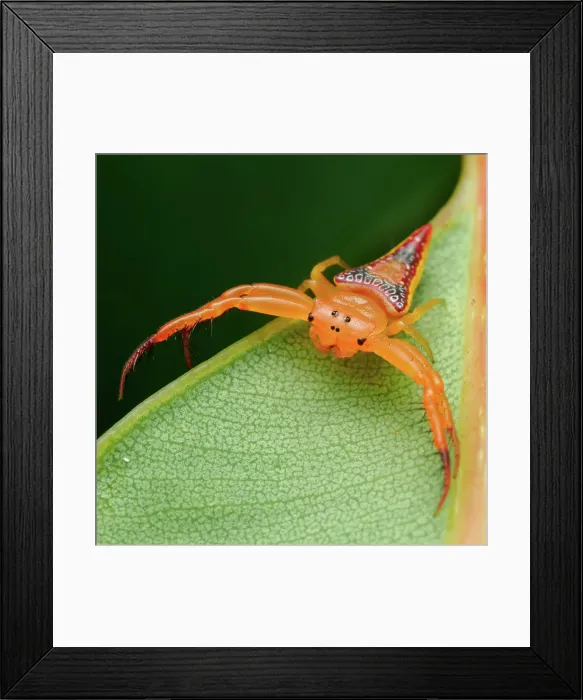 Framed Print : Walckenaer's Studded Triangular Spider (Arkys walckenaeri) Framed Print : Walckenaer's Studded Triangular Spider (Arkys walckenaeri)
