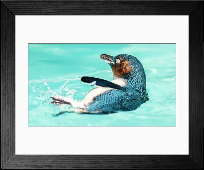 Framed Print : Australian Little Penguin (Eudyptula minor) playing in the water Framed Print : Australian Little Penguin (Eudyptula minor) playing in the water