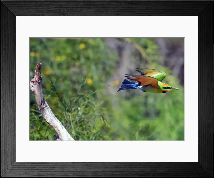 Framed Print : Rainbow Bee-eater in flight Framed Print : Rainbow Bee-eater in flight