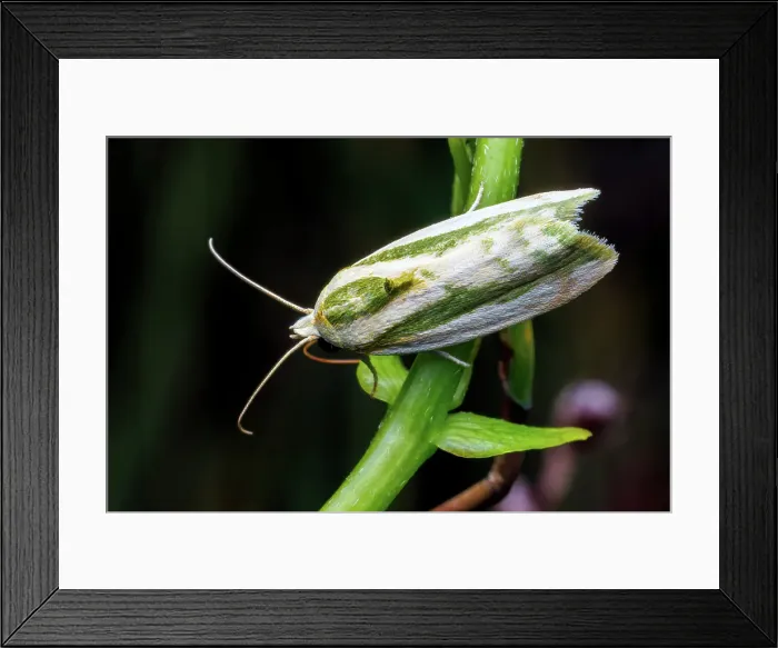 Framed Print : Spotted boll worm - Moth Framed Print : Spotted boll worm - Moth