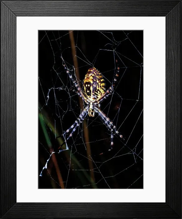 Framed Print : Banded Orb-weaving Spider, Argiope trifasciata Framed Print : Banded Orb-weaving Spider, Argiope trifasciata