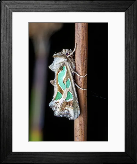 Framed Print : Green blotched moth (Cosmodes elegans) Framed Print : Green blotched moth (Cosmodes elegans)