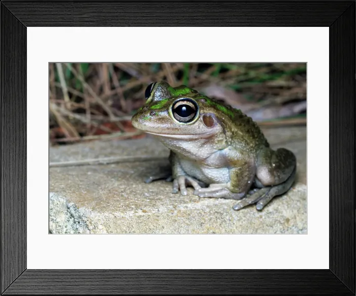 Framed Print : Close-up of a motorbike frog (Litoria moorei) Framed Print : Close-up of a motorbike frog (Litoria moorei)