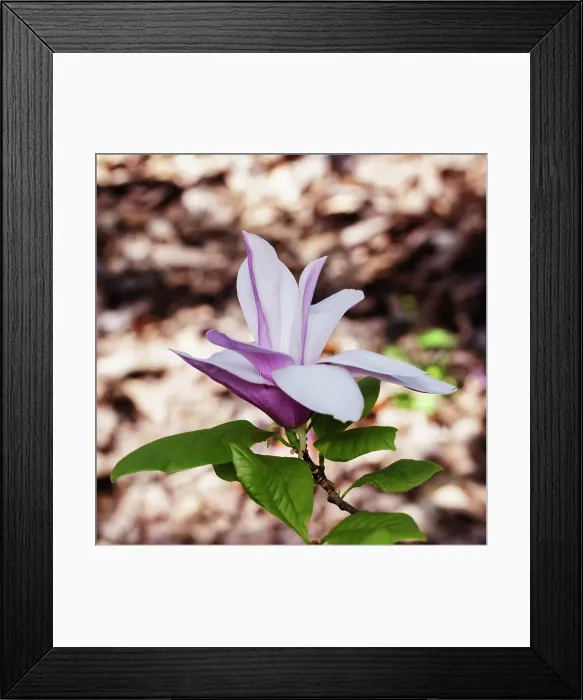 Framed Print : Beautiful Pink Magnolia Flowers Framed Print : Beautiful Pink Magnolia Flowers