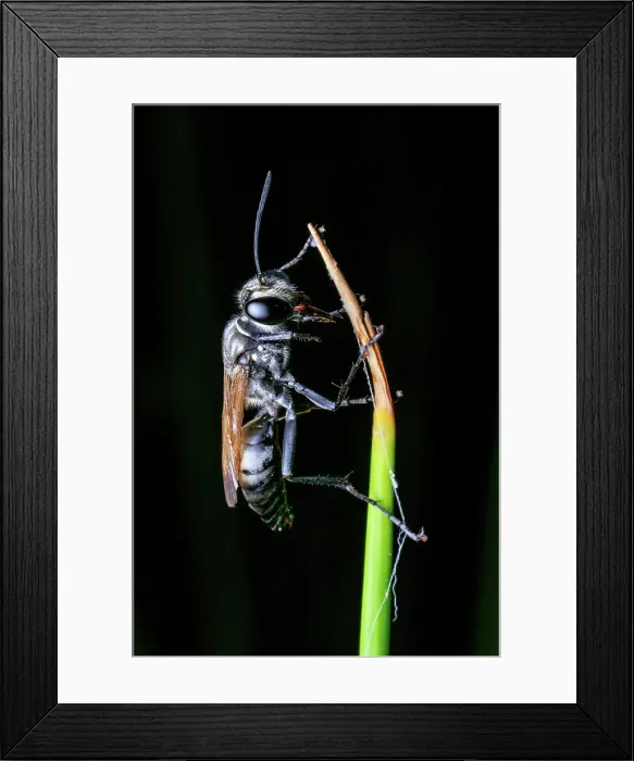 Framed Print : Black Digger Wasp (Sphex cognatus)