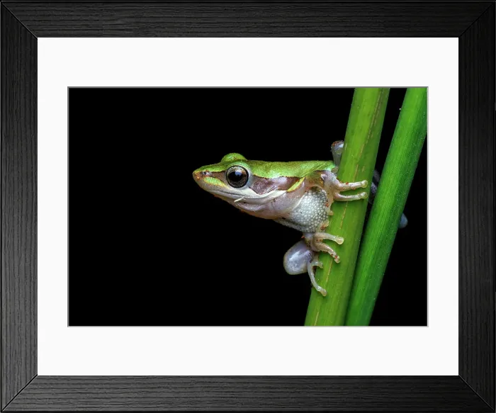Framed Print : Slender Tree Frog - Litoria adelaidensis Framed Print : Slender Tree Frog - Litoria adelaidensis