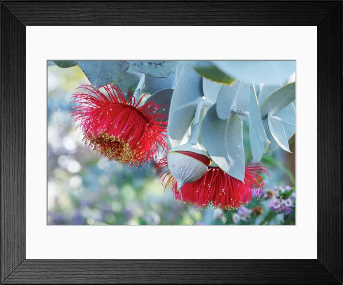 Framed Print : Red and Yellow Eucalyptus Gum Blossom Framed Print : Red and Yellow Eucalyptus Gum Blossom