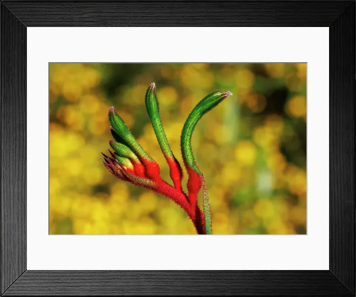 Framed Print : Kangaroo Paw Flower, Western Australia Framed Print : Kangaroo Paw Flower, Western Australia