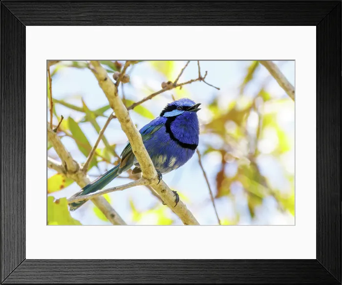 Framed Print : Splendid Fairywren - Malurus splendens Framed Print : Splendid Fairywren - Malurus splendens