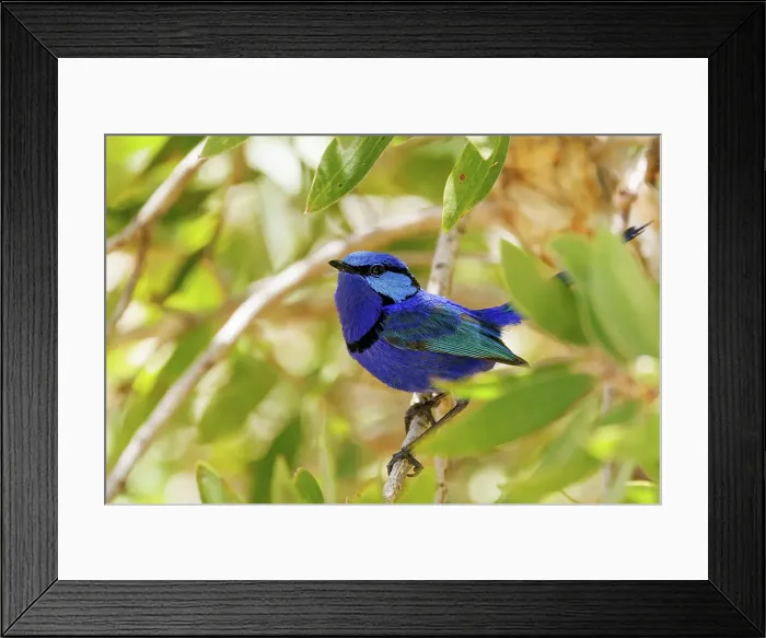 Framed Print : Blue Wren - Splendid Fairywren - Malurus splendens Framed Print : Blue Wren - Splendid Fairywren - Malurus splendens