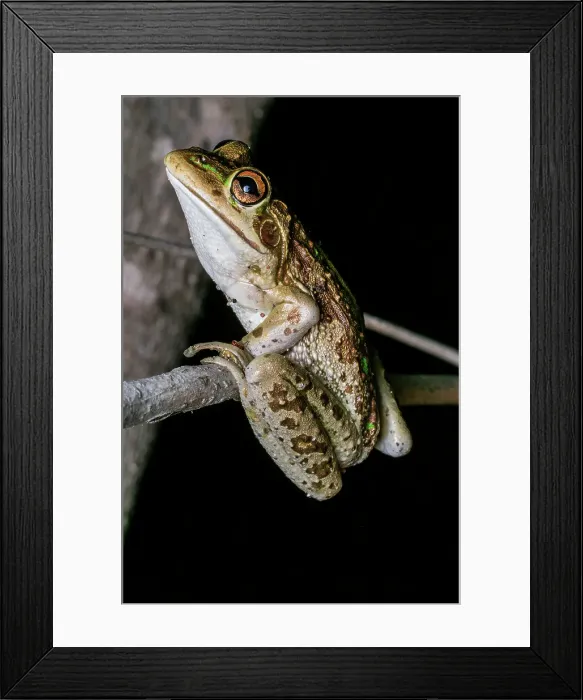 Framed Print : Motorbike Frog (Litoria moorei) Framed Print : Motorbike Frog (Litoria moorei)