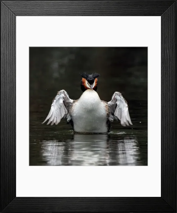 Framed Print : Great Crested Grebe