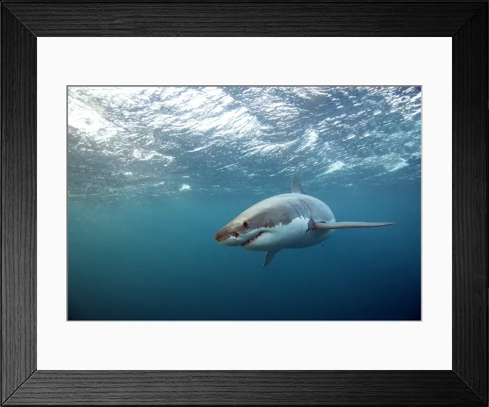 Framed Print : Great White Shark peering in Framed Print : Great White Shark peering in