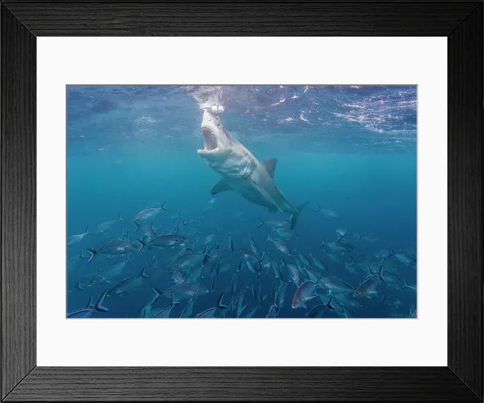 Framed Print : Great white shark Framed Print : Great white shark