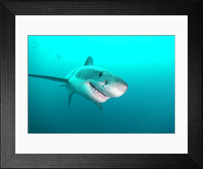 Framed Print : Great white shark close up
