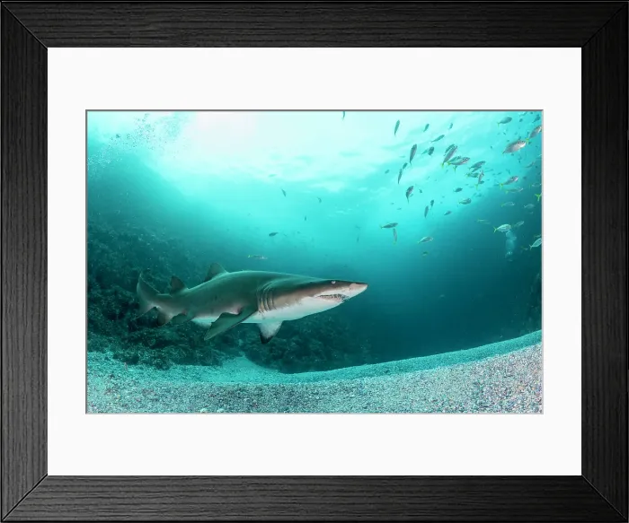 Framed Print : Grey nurse shark, outside the Fish Rock Cave dive site Framed Print : Grey nurse shark, outside the Fish Rock Cave dive site