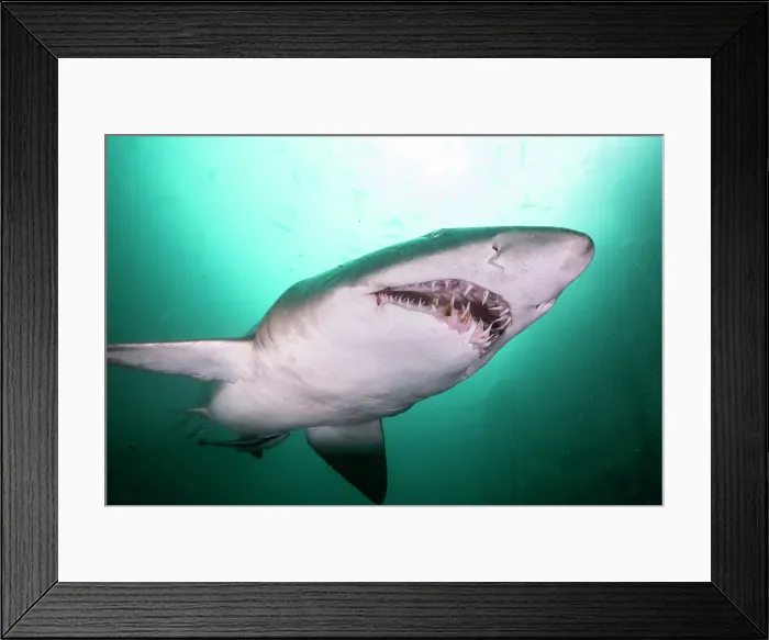 Framed Print : Sand tiger shark, or grey nurse shark as they are known in Australia, at the Seal Rocks Marine Park, NSW, Australia Framed Print : Sand tiger shark, or grey nurse shark as they are known in Australia, at the Seal Rocks Marine Park, NSW, Australia