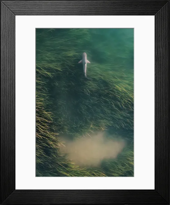 Framed Print : Shark propelling itself from the reeds photographed from a drone perspective, Ord River, Kununurra, The Kimberley, Western Australia, Australia
