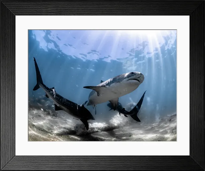 Framed Print : Big Tiger Sharks Framed Print : Big Tiger Sharks