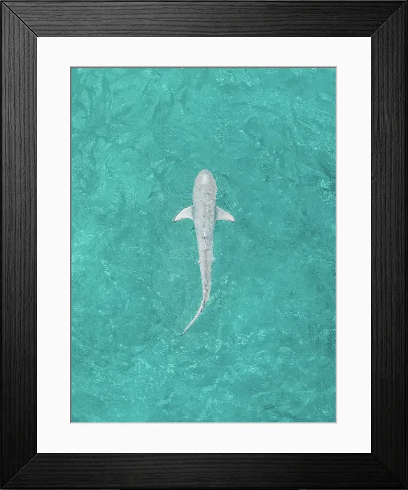 Framed Print : Drone image looking down on a shark swimming in the Indian Ocean off Cable Beach, Broome, The Kimberley, Western Australia, Australia Framed Print : Drone image looking down on a shark swimming in the Indian Ocean off Cable Beach, Broome, The Kimberley, Western Australia, Australia
