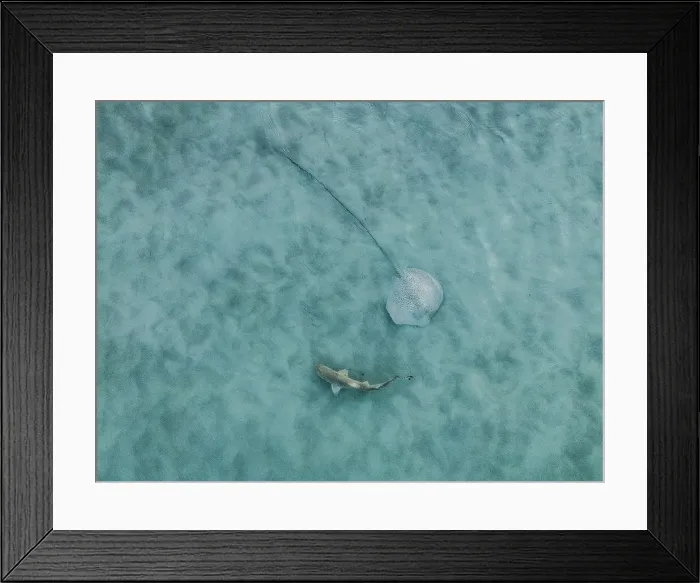 Framed Print : Small shark and a ray in the estuary of Willie Creek photographed from a drone point of view, The Kimberley, Western Australia, Australia Framed Print : Small shark and a ray in the estuary of Willie Creek photographed from a drone point of view, The Kimberley, Western Australia, Australia