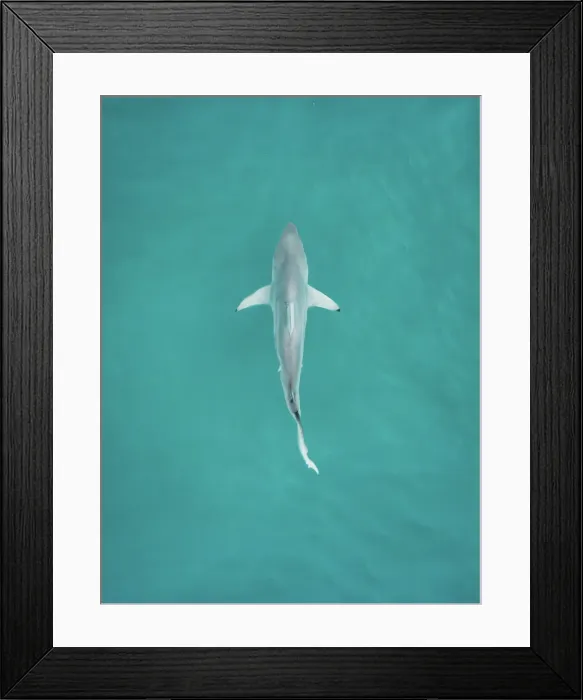 Framed Print : Shark on the surface of the Indian Ocean photographed from a drone point of view, Broome, The Kimberley, Western Australia, Australia Framed Print : Shark on the surface of the Indian Ocean photographed from a drone point of view, Broome, The Kimberley, Western Australia, Australia